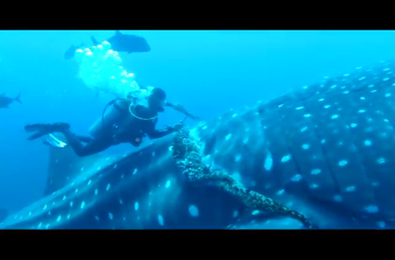 Divers rescue a tangled whale shark.