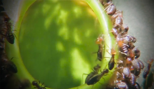 This deadly plant attracts and feasts on more than 6,000 insects an hour.