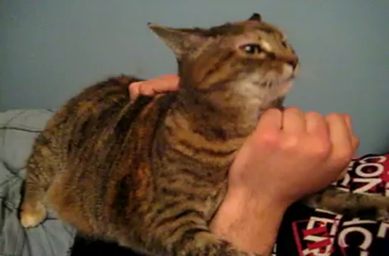 cat-gurgles-when-petted