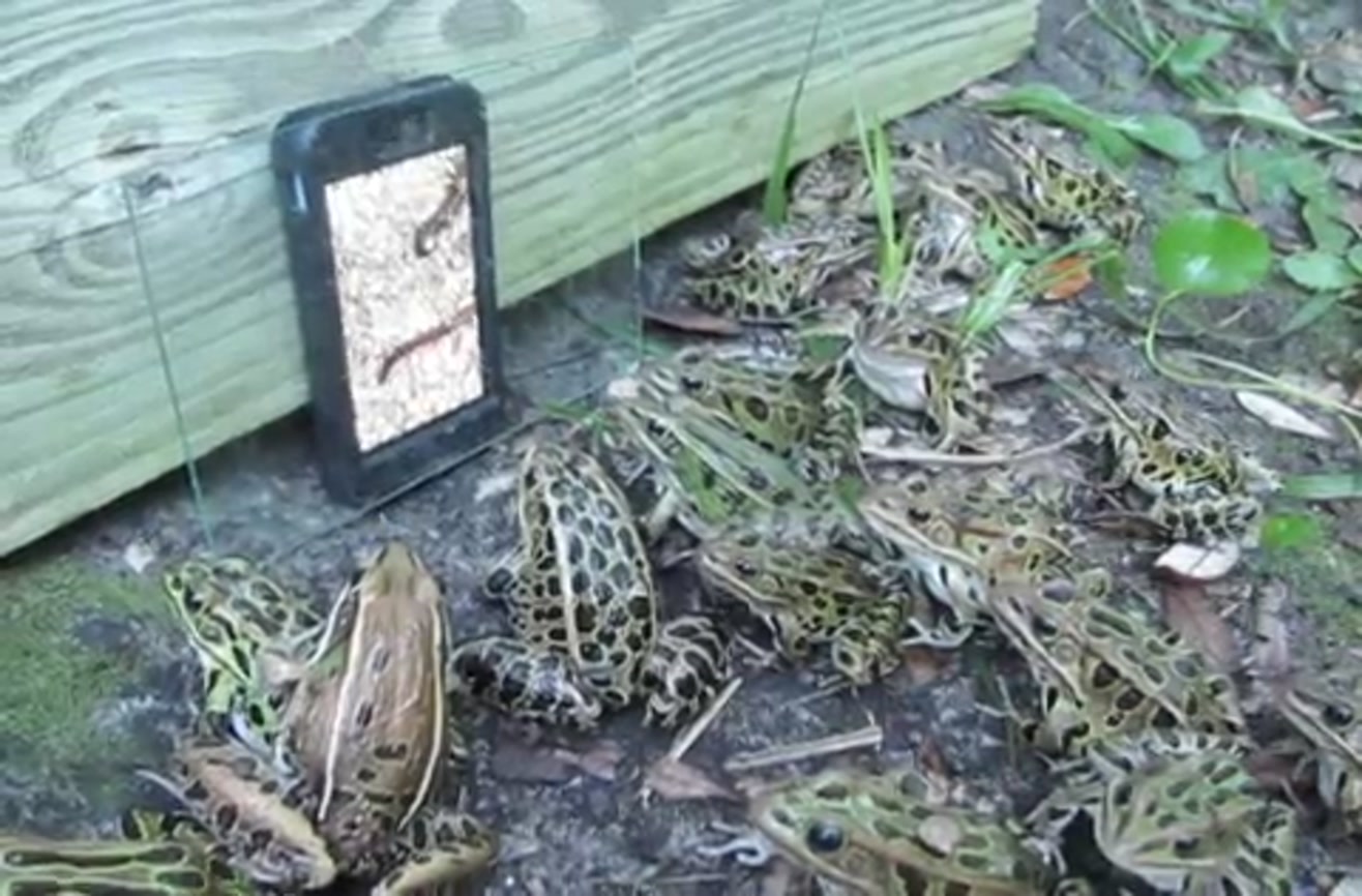 A bunch of frogs gather to watch a video about worms.