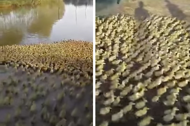 Thousands Of Ducklings Rush To Take Their First Swim