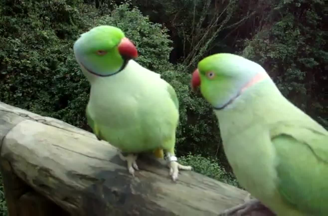 Birds talking to each other.