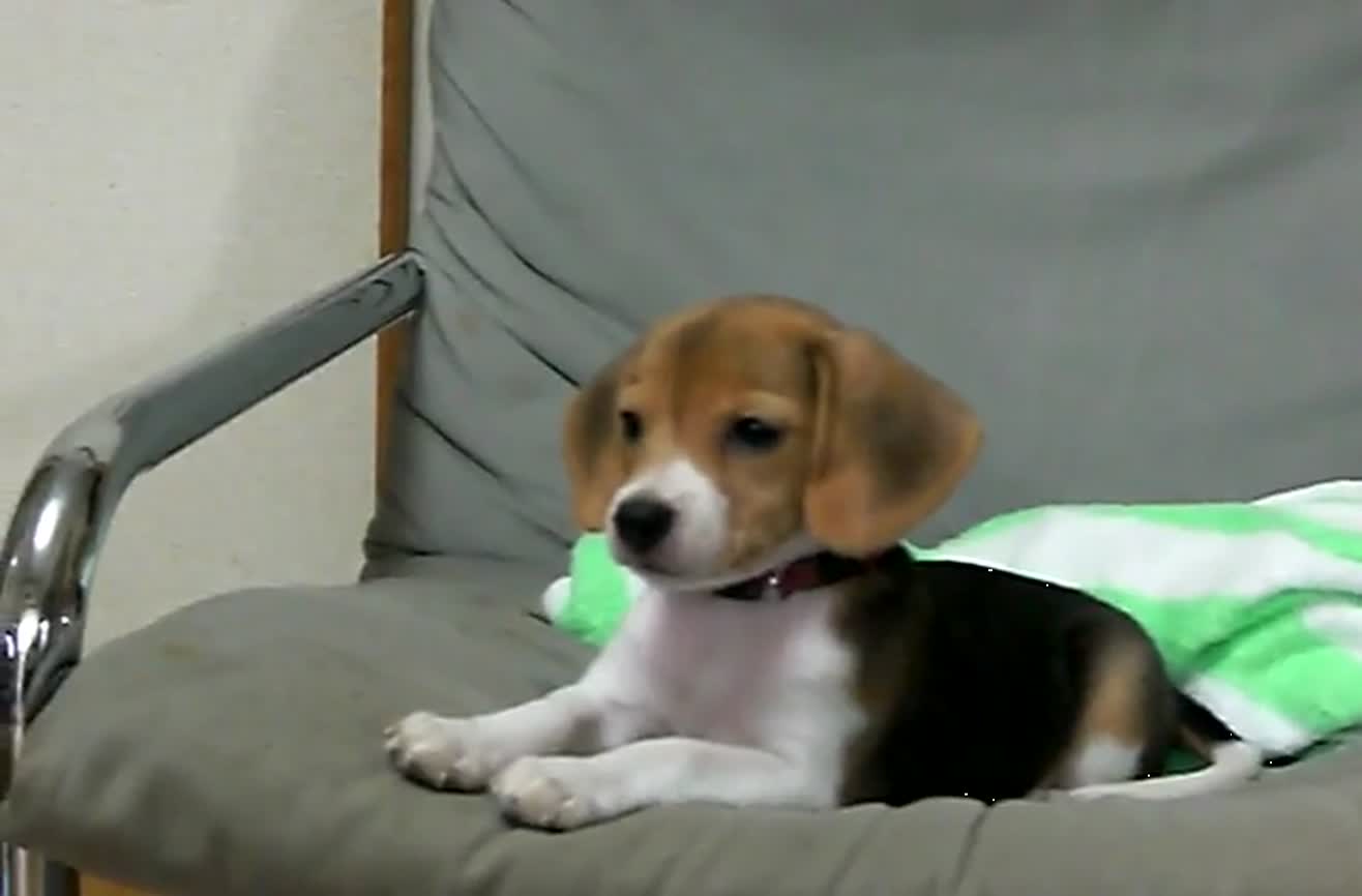 Beagle puppy barking for the first time.