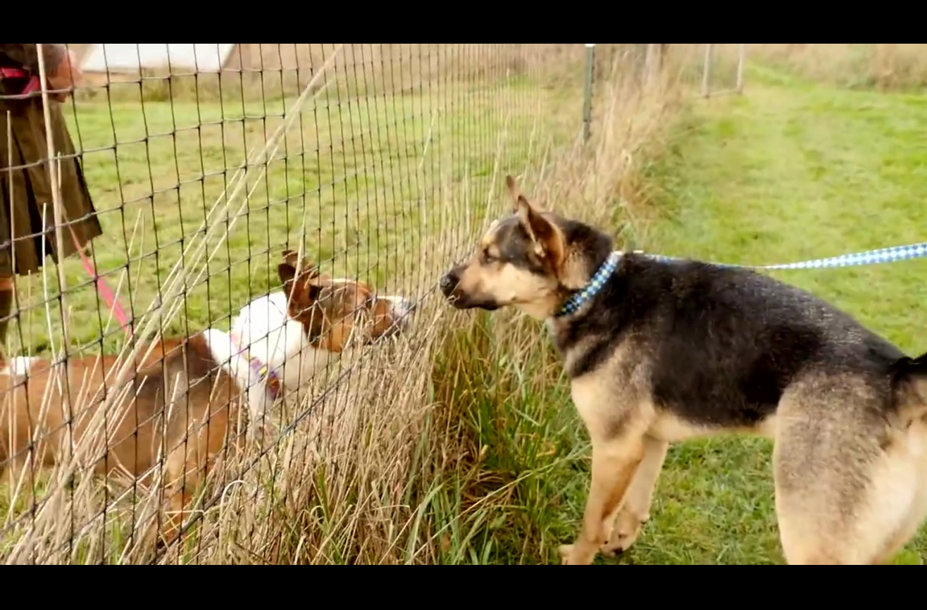 Bonded dogs reunite after months apart.