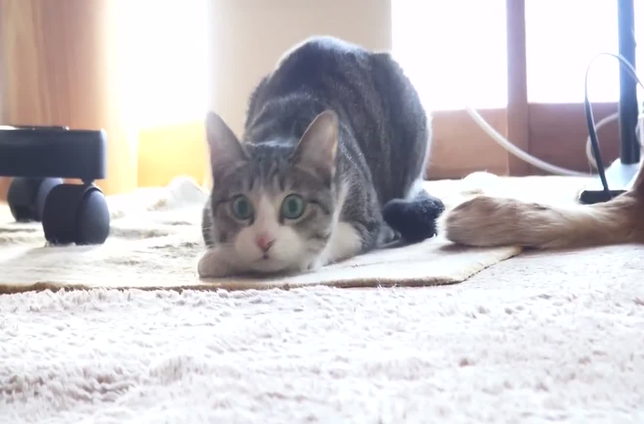 Cat performs epic wiggle.