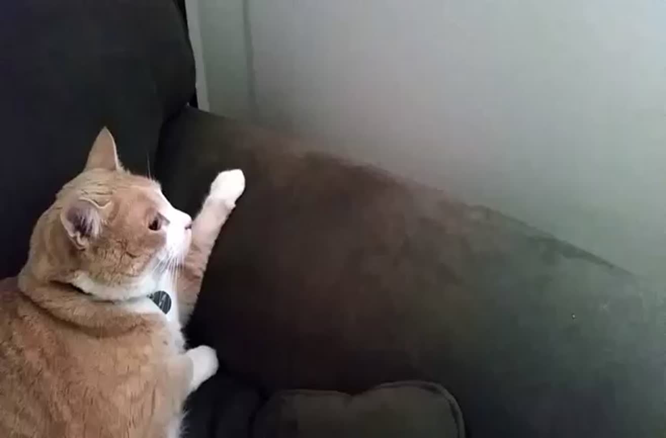 Two cats meet for the first time.