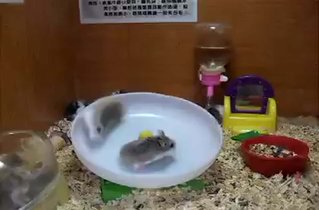 Hamsters playing in a pet shop.