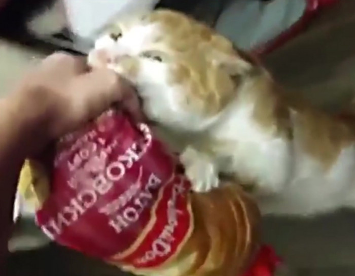 Cat steals owner's bread.