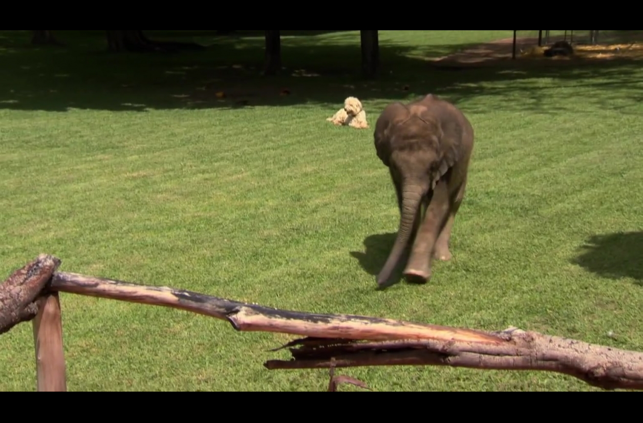 the-elephant-of-chaos