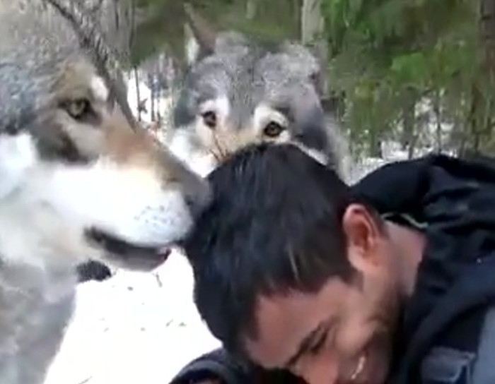 Just some wolves being aggressively friendly.
