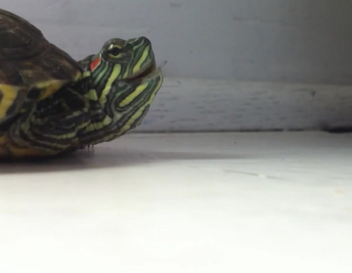 This turtle sneezing is the cutest sound you'll ever hear.