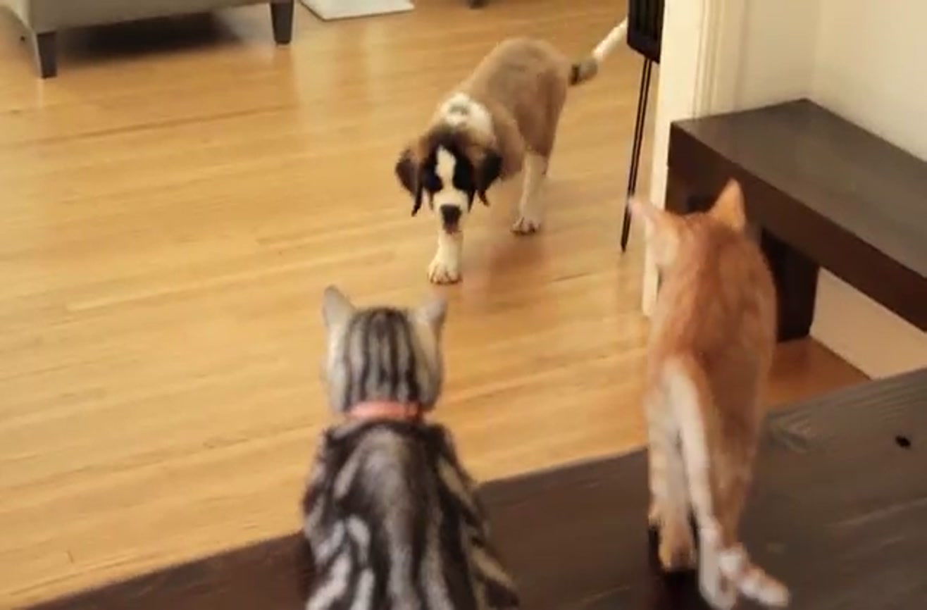 Older cat explains the concept of dogs to a kitten.