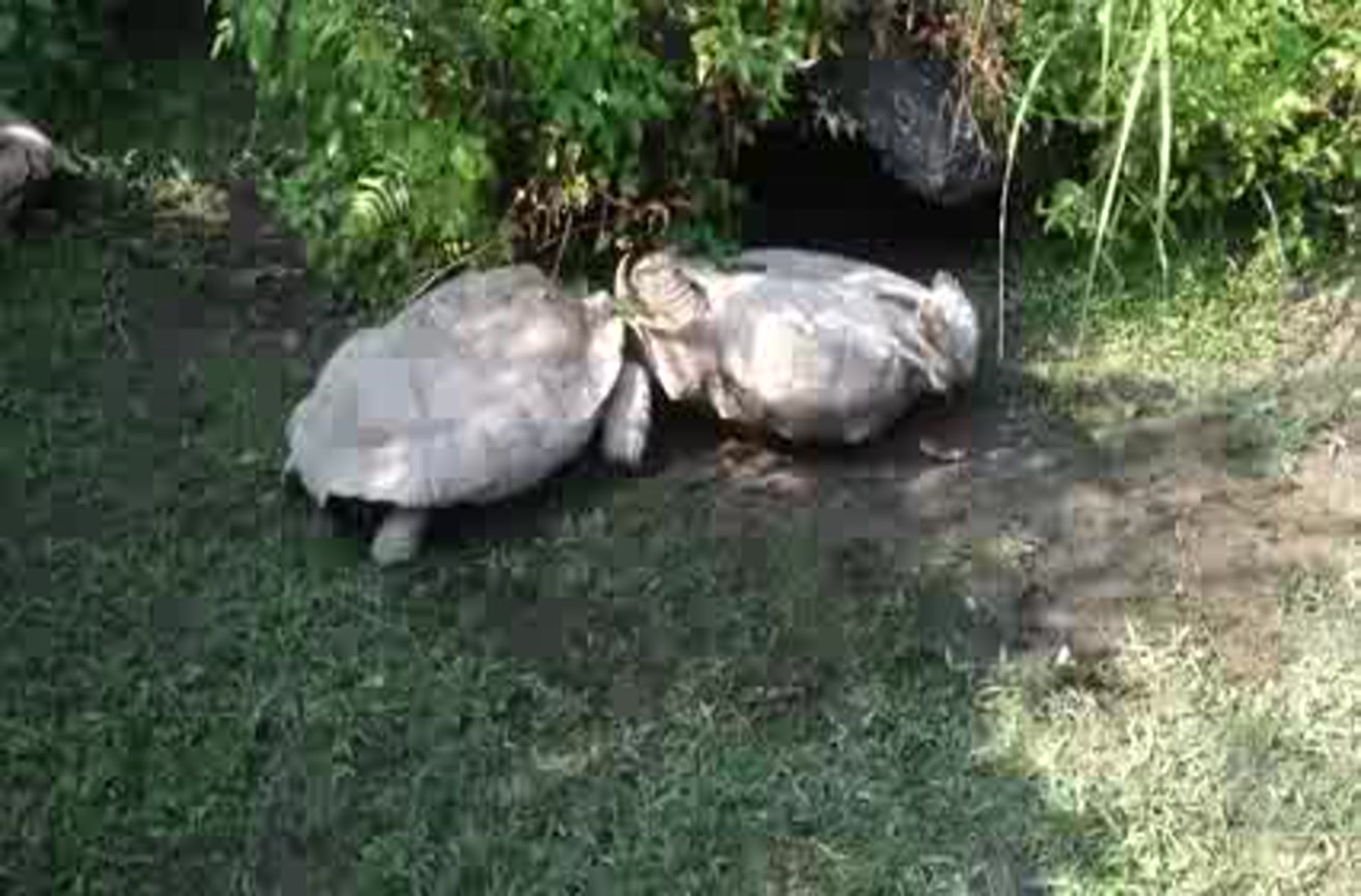 Giant tortoise rescues overturned comrade.