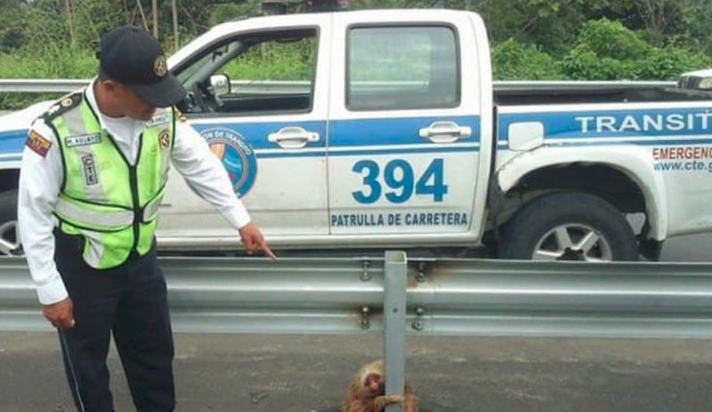 Sloth rescued from side of the road in Ecuador.