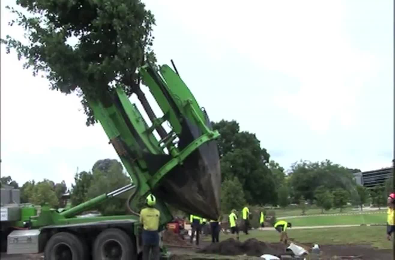 A tree relocation machine at work.