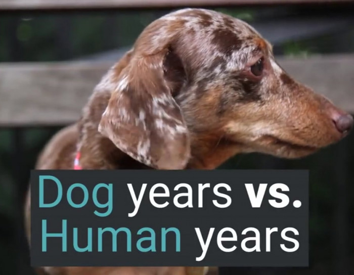 why-a-human-year-isn-t-equal-to-seven-dog-years