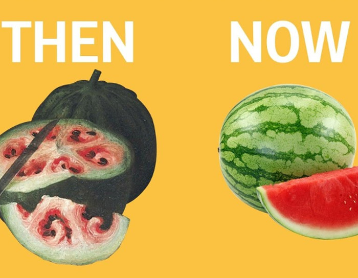 What fruits and vegetables looked like before we domesticated them.