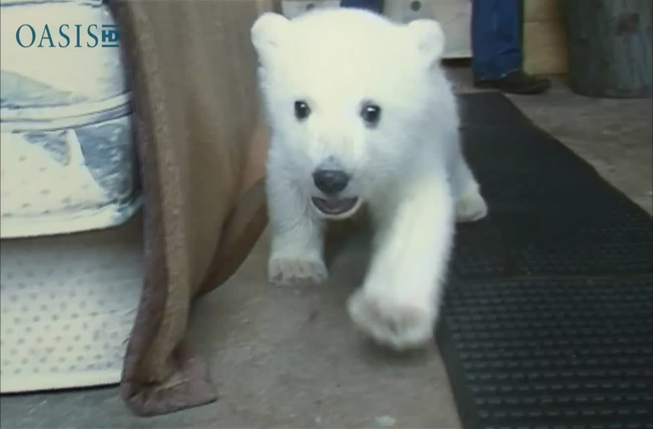 polar bear baby stuff