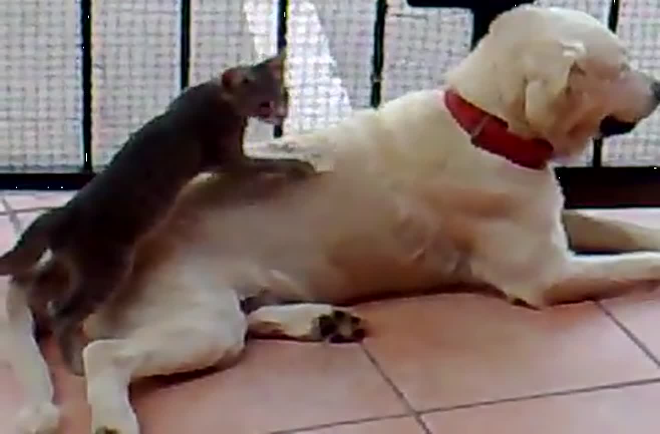 Cat massaging dog. 