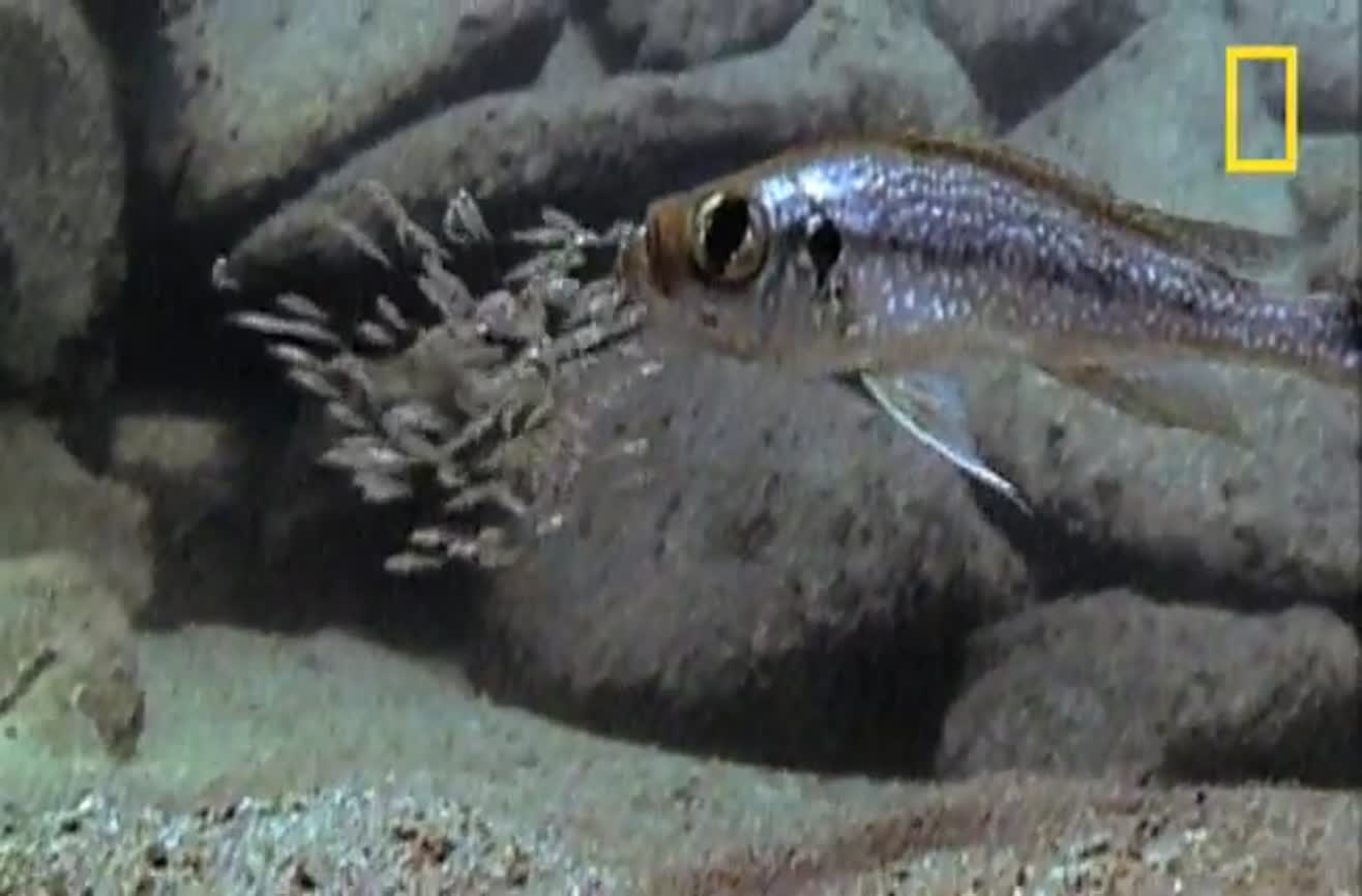 Killer cuckoo catfish.