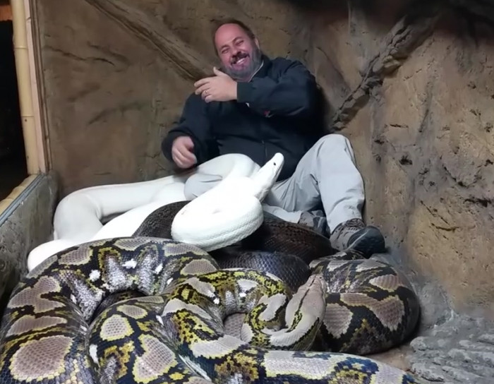 How to handle a python attack.