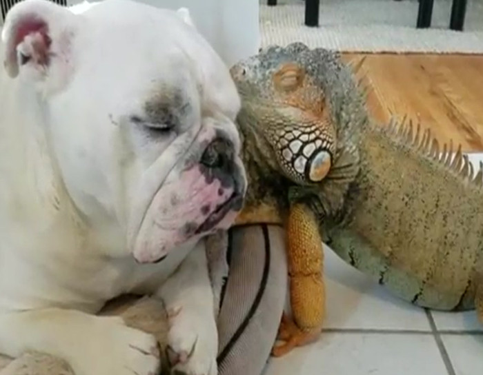 Just a bulldog and an iguana being friends.
