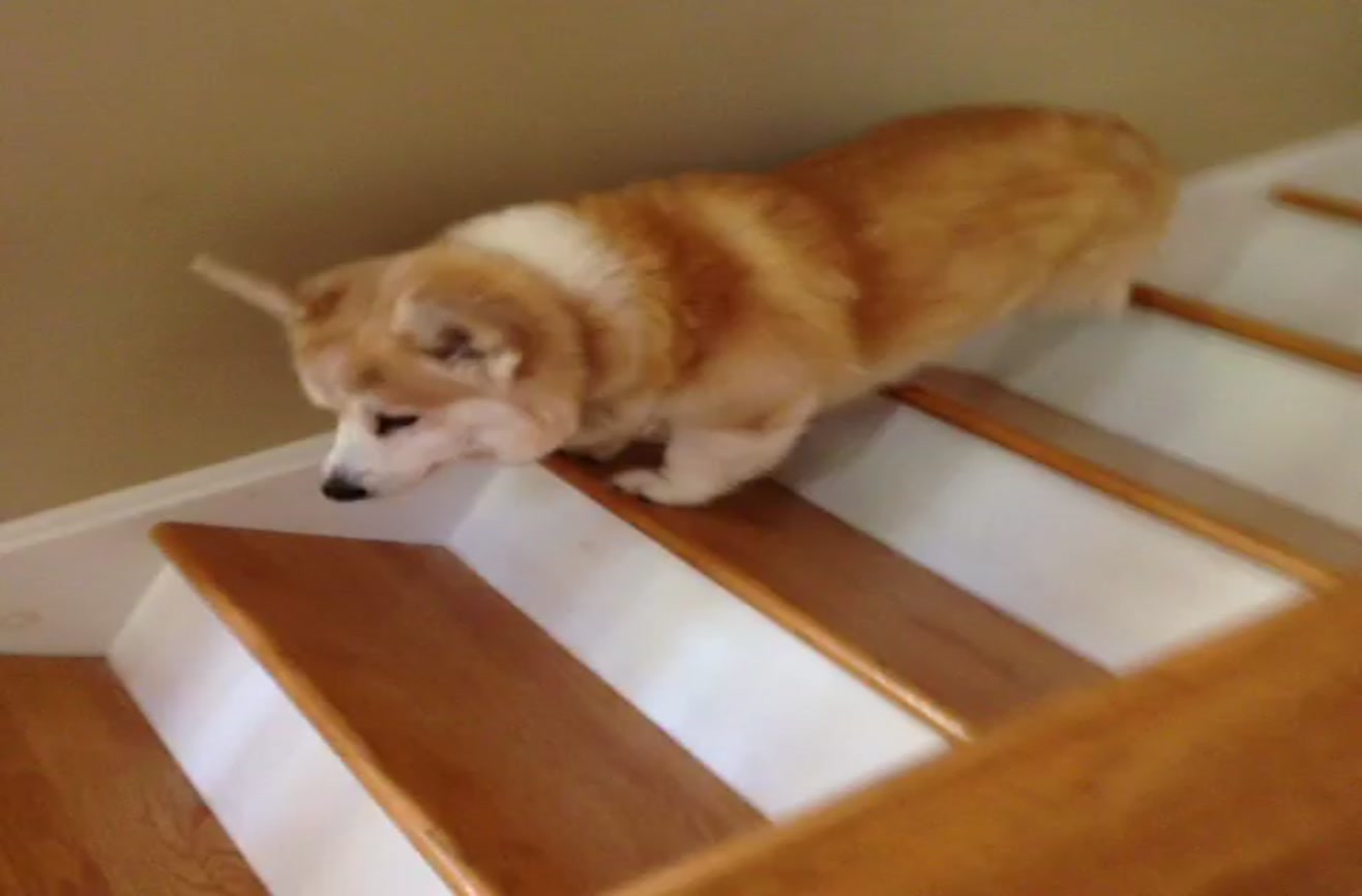 Few things are more adorable than watching a corgi tackle stairs.