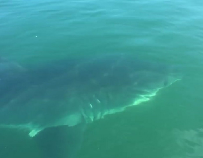 Father and son get circled by a 20-foot-long great white shark.