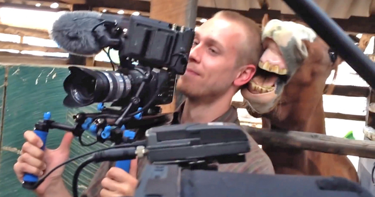 Horse nibbles on cameraman's ear during TV interview.