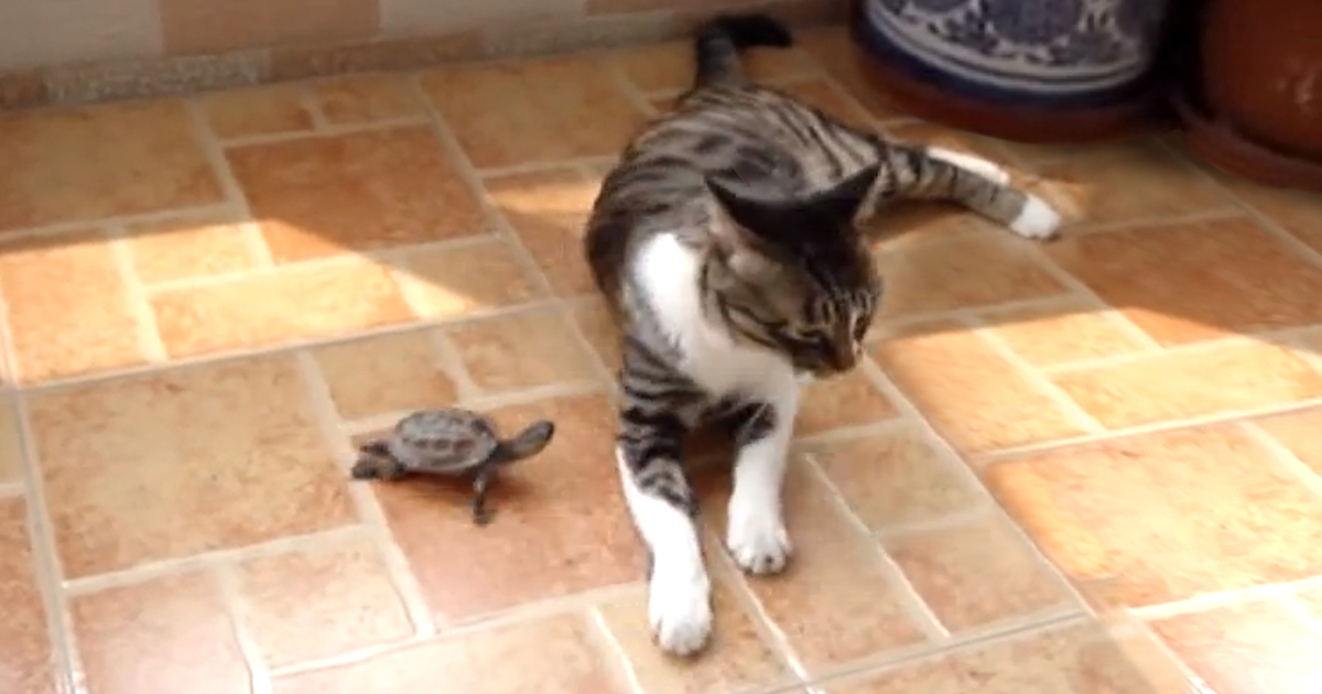 Cat makes epic attempt not to care about turtle.