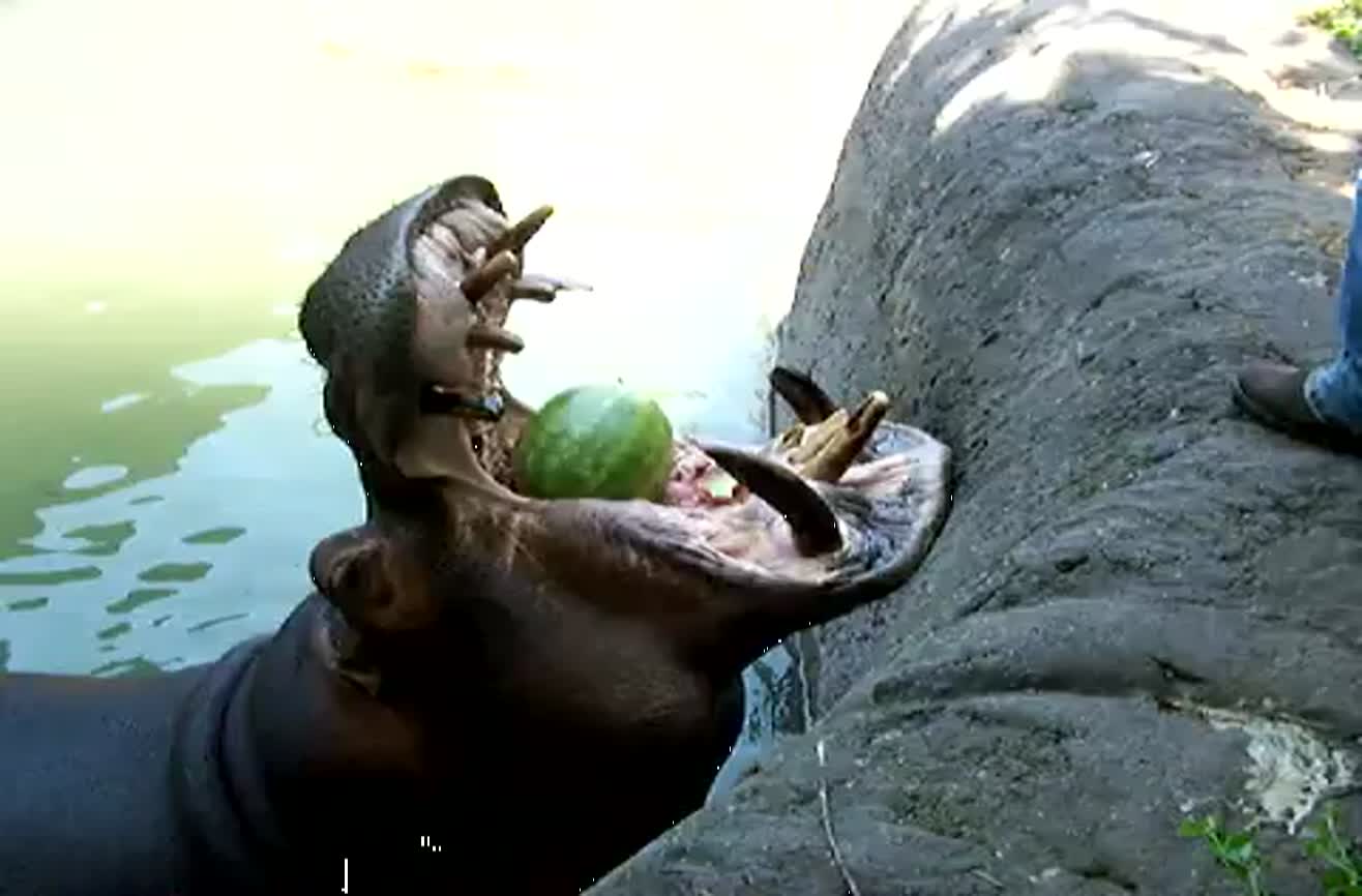 Hippo vs. Watermelon.