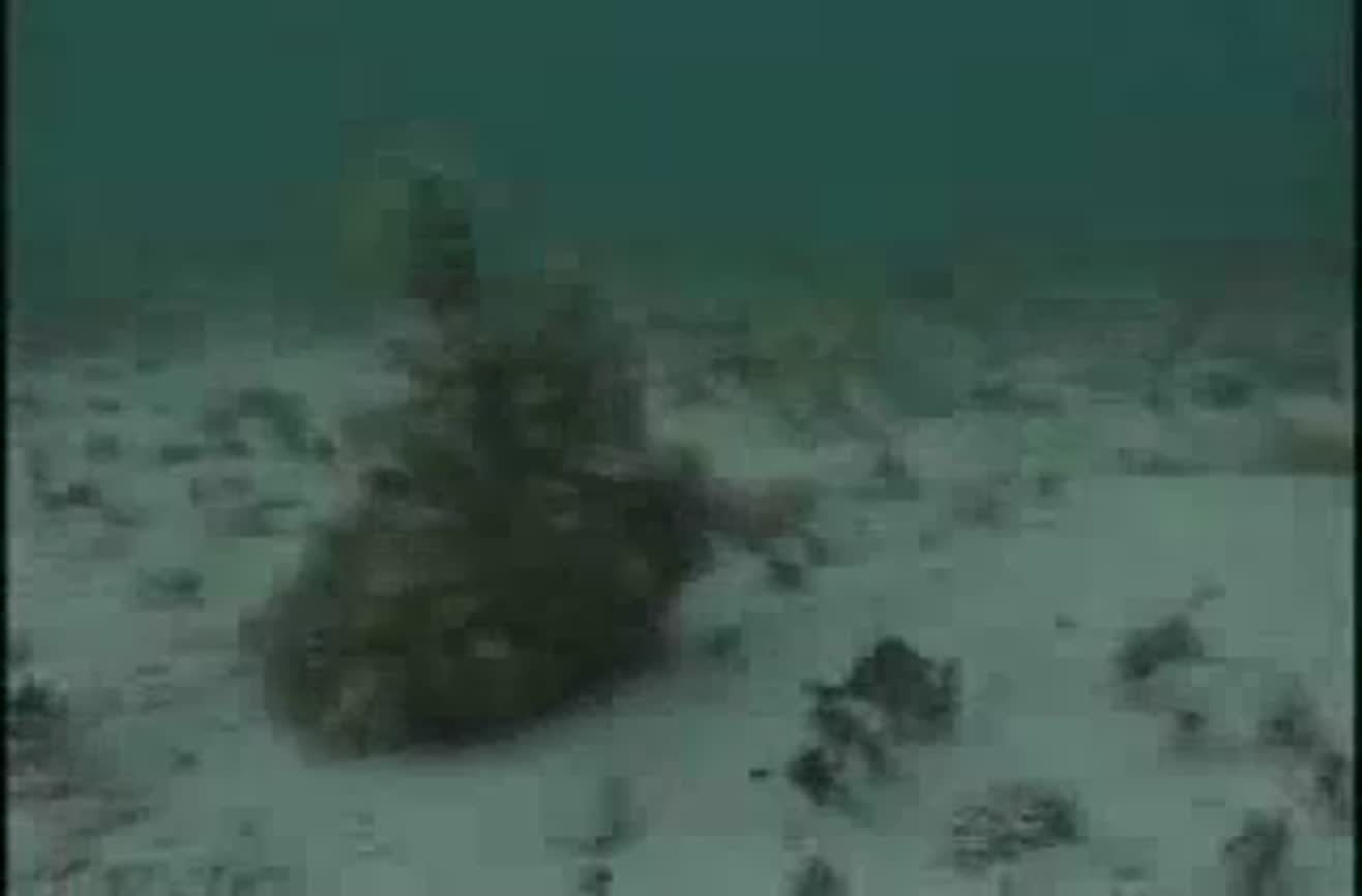 Invisible octopus.