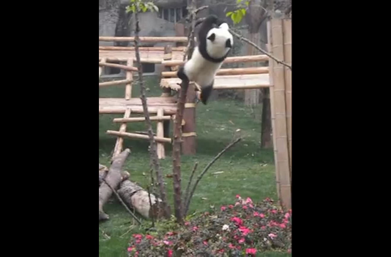 Baby panda can't find way down tree.