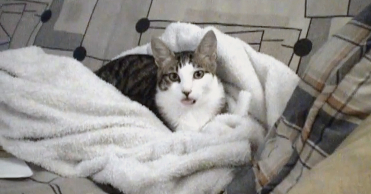 Weird cat keeps licking air.