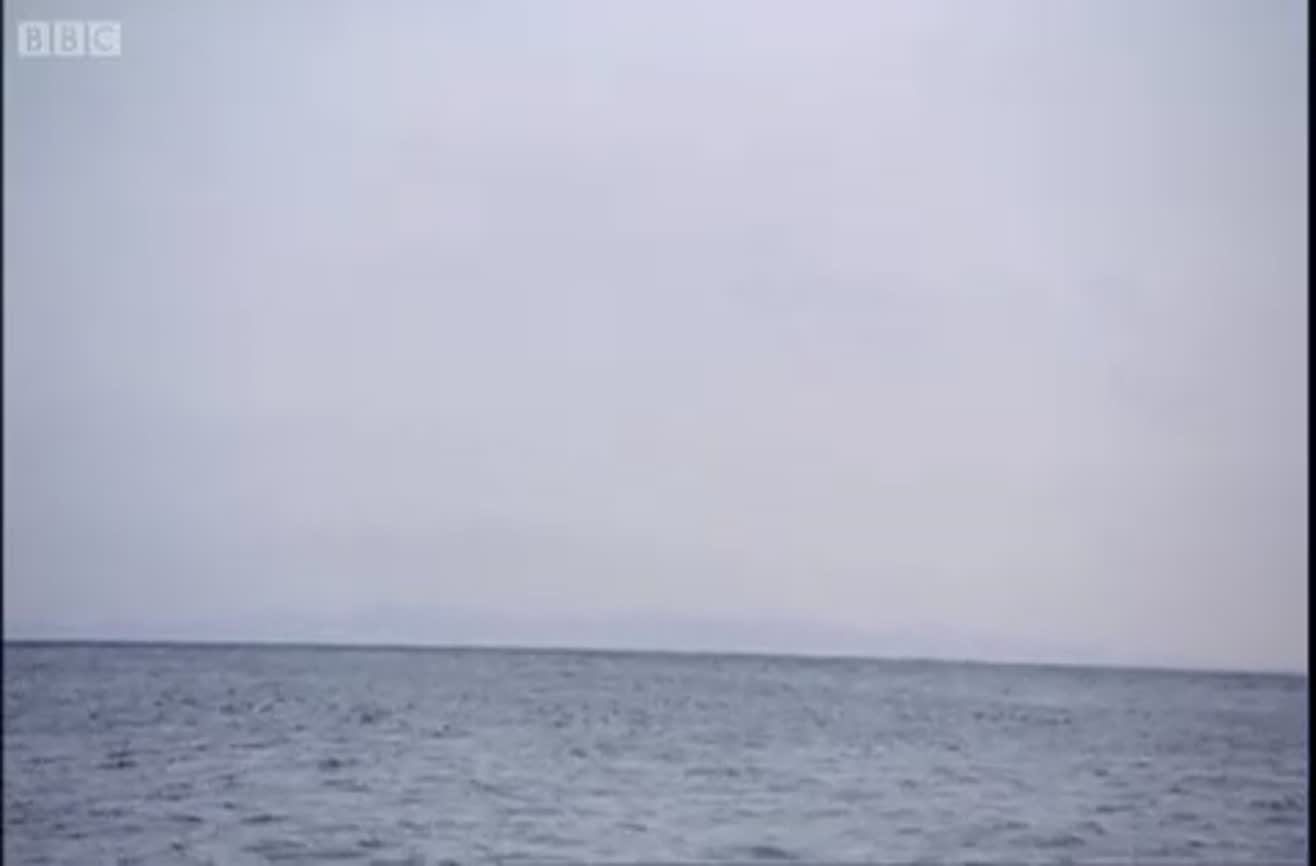 Beautiful: Sea eagles discovered in Japan.