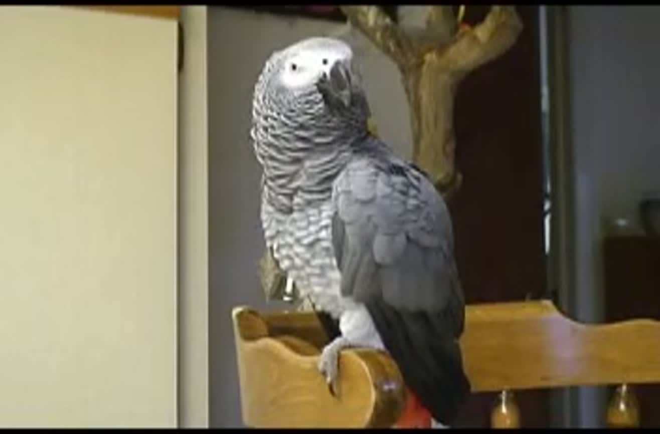 man takes in rescue birds man takes in rescue birds