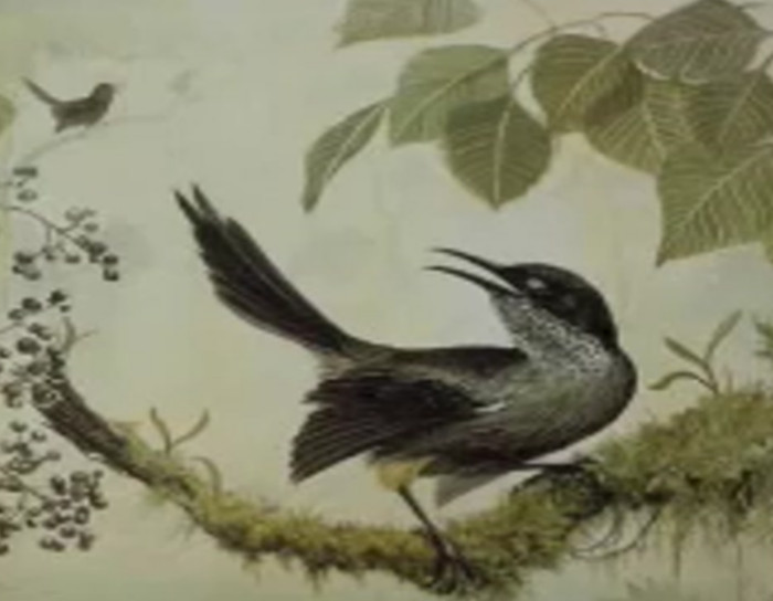The song of the last male Kauai ‘O'o, singing to a partner that does ...
