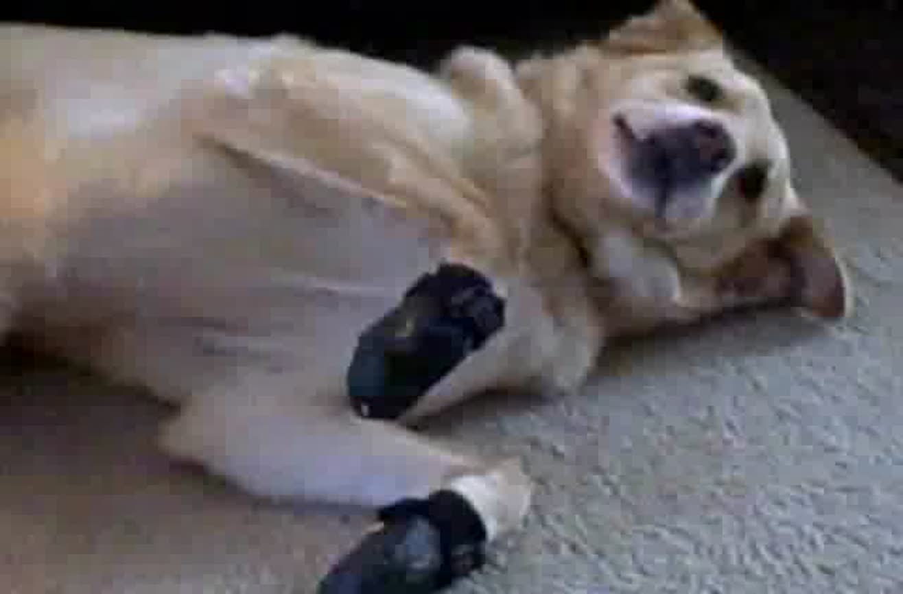 Dog's first time wearing hiking booties.