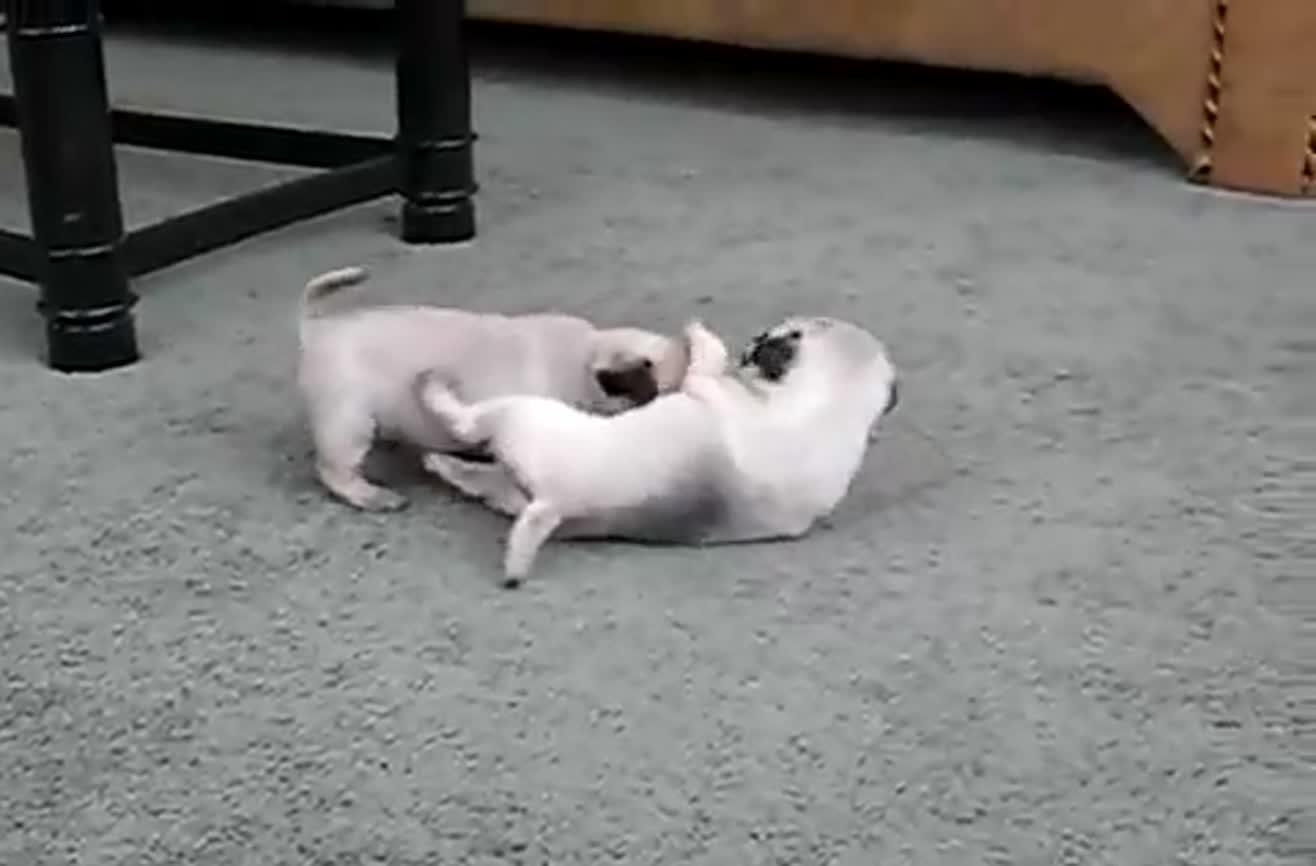baby pugs playing