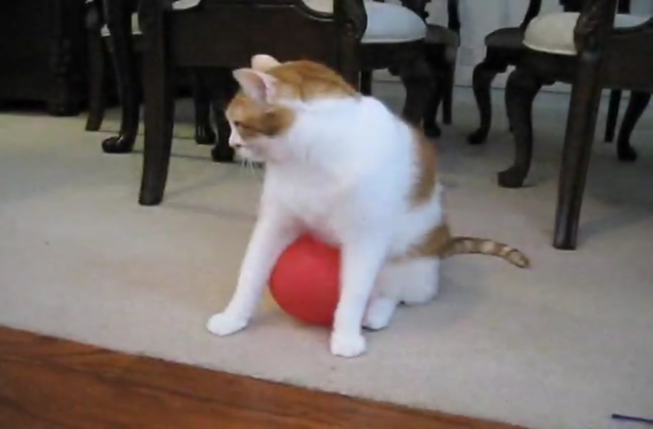Staticy cat vs. Balloon.
