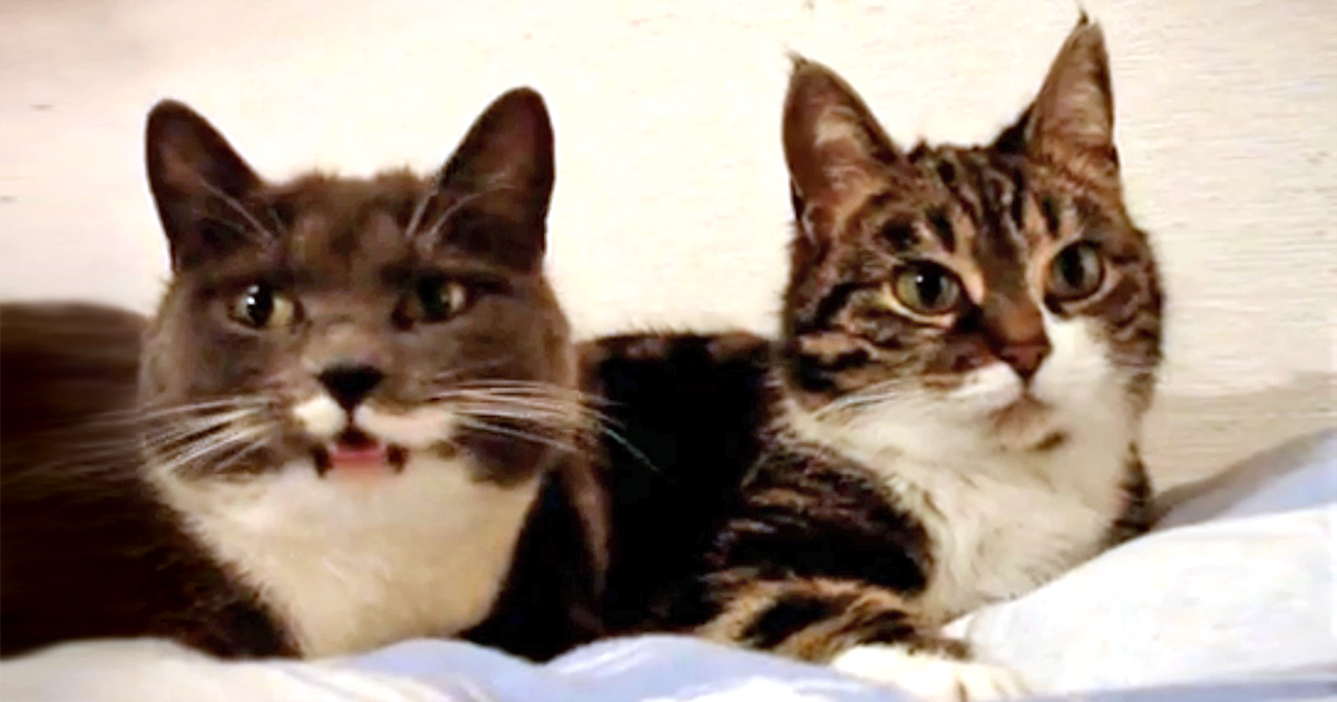 2 cats talking