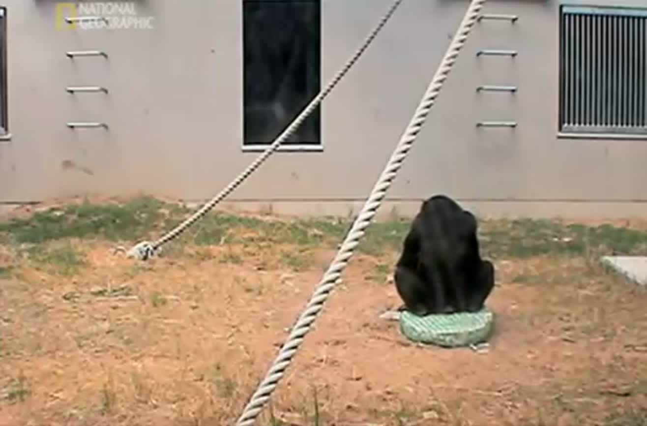Chimpanzee Problem Solving By Cooperation