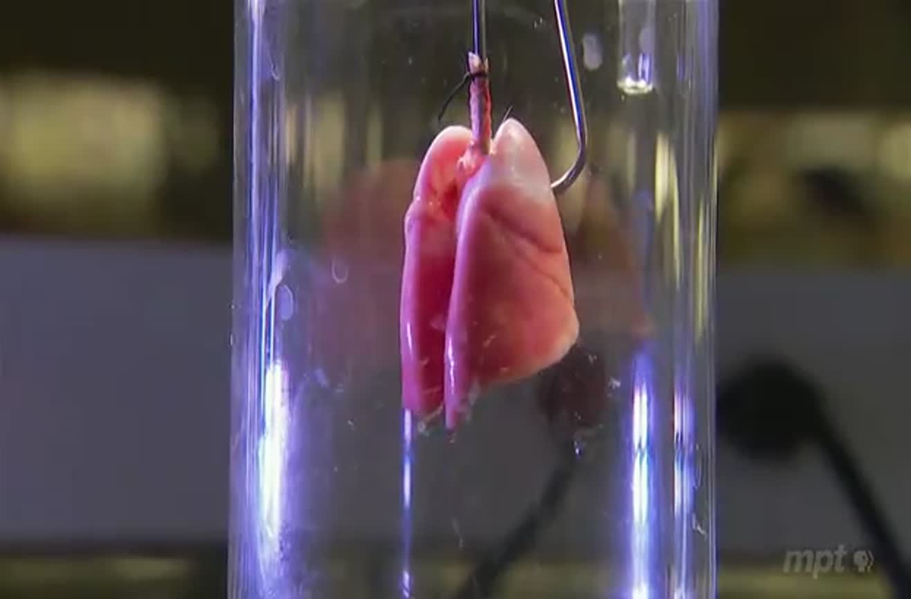 Artificial organ regrowth.