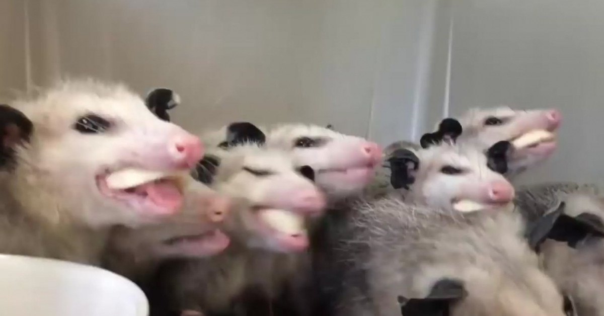 Opossums enjoying a banana.