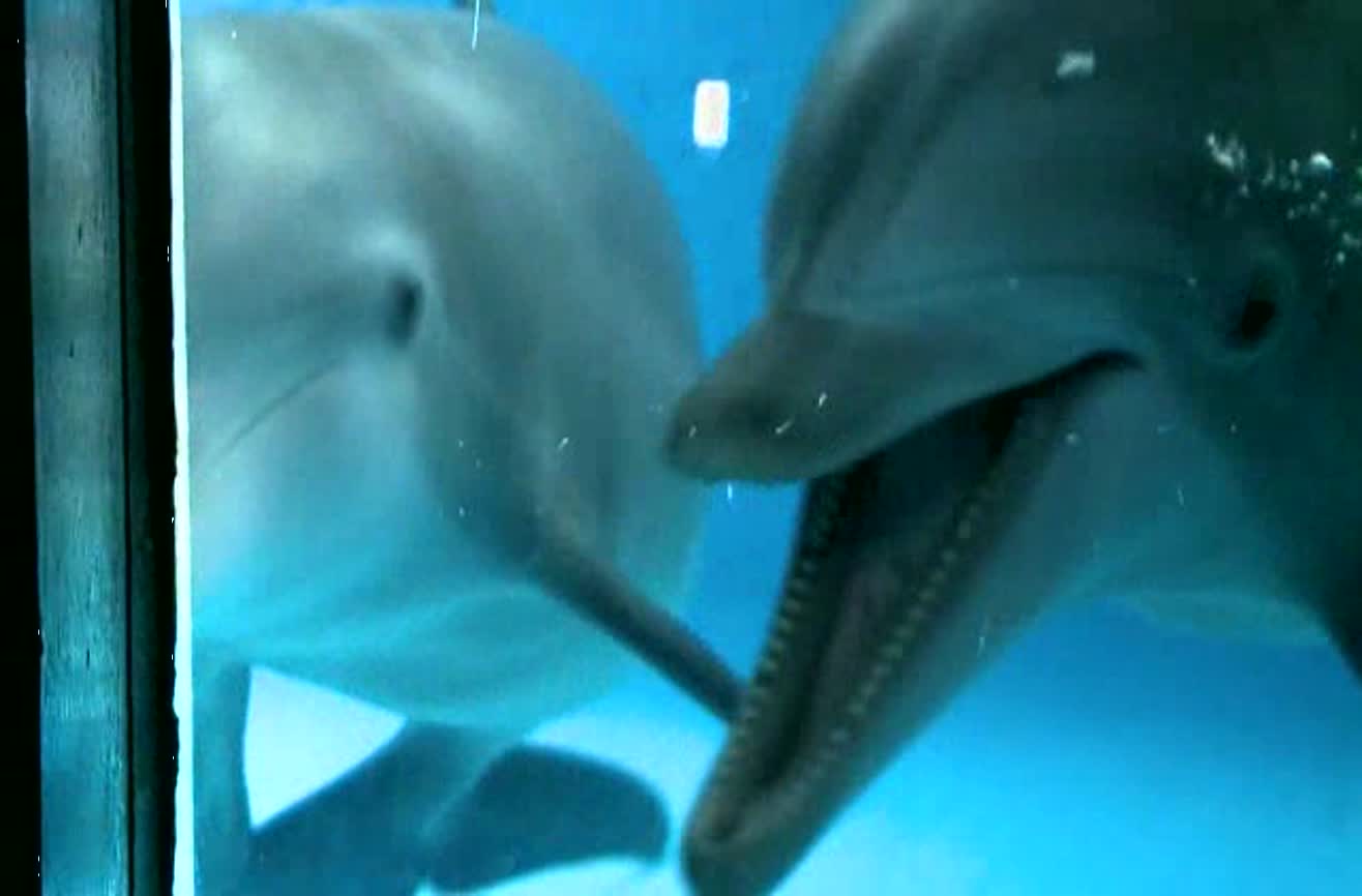 Dolphins see themselves in mirror.