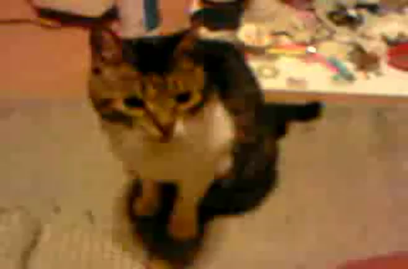 Cat Learns To Play Dead cat-learns-to-play-dead