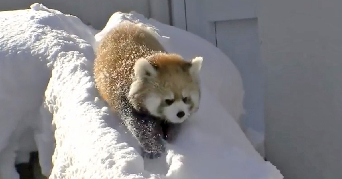 Baby red pandas play in the snow 