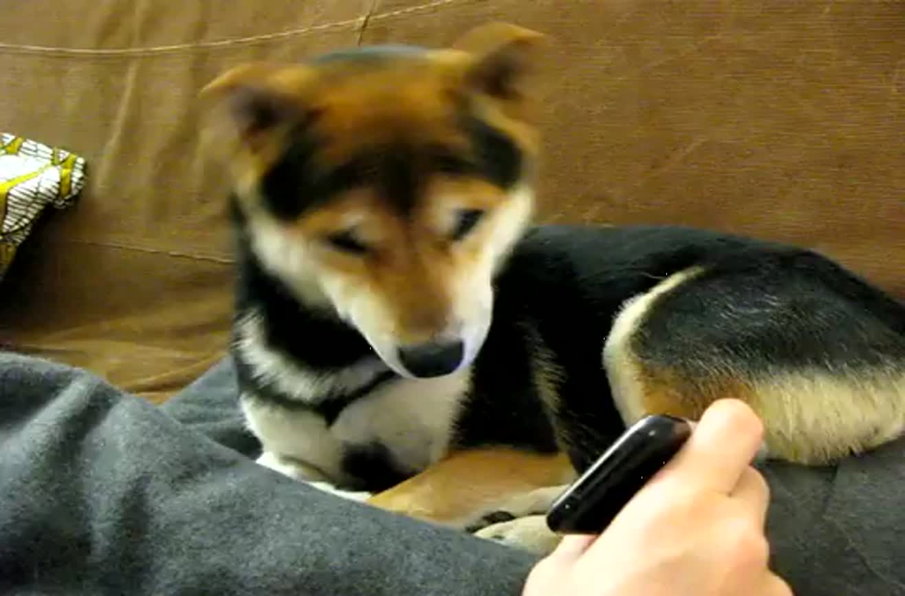 Confused shop shiba inu