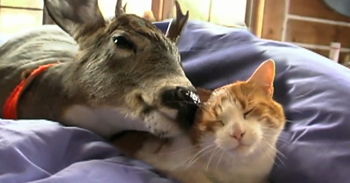 Hoppy the deerlicking Cat.