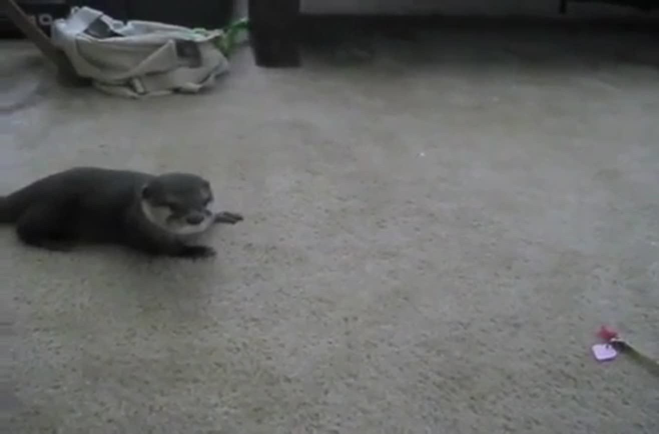 Baby otter plays with stuffed walrus.